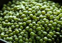 Natural Common green mung beans, Packaging Type : bags