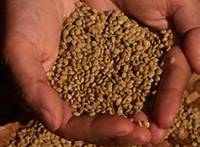 Lentils Seeds