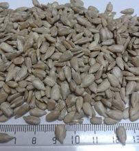 NON GMO Sunflower Seeds/Sunflower Seeds Kernel
