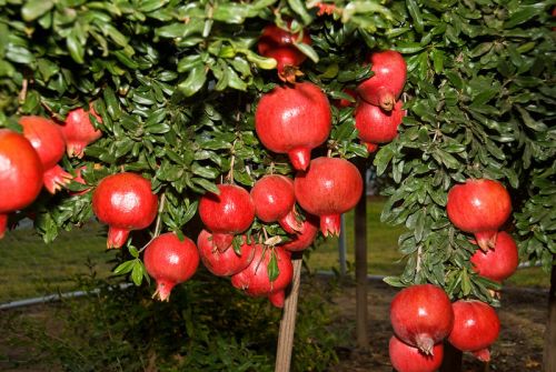 Pomegranate Plant