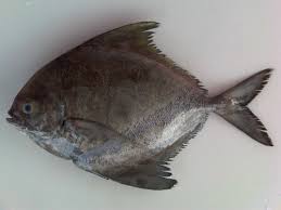 Black pomfret fish, Brand Name : Vedant Sea FoodS