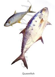 Indian Mackerel Fish