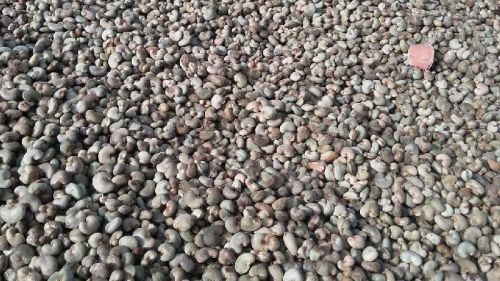 SHELLING OUTTURN: 52 lbs. Corp 2017 Raw Cashew Nuts
