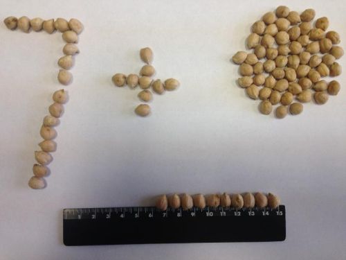 White chickpeas 7, Packaging Type : in bags