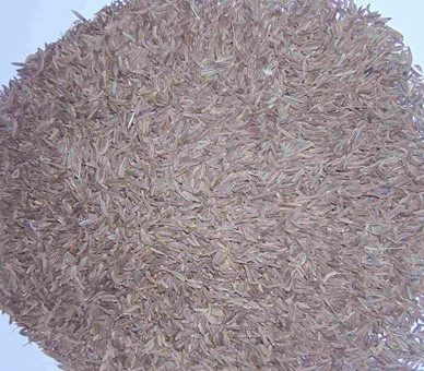 Caraway Seeds, For Cooking, Spices, Certification : FSSAI Certified