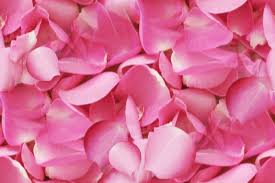 Pink Rose Petals