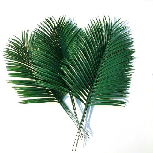 Palm Leaves