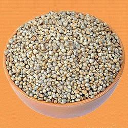 Pearl Millet Seeds