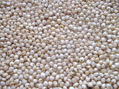 White Sorghum Seeds