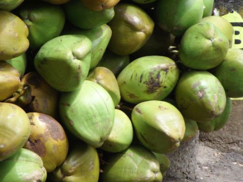 Tender coconut, Packaging Size : 25-50 Kg