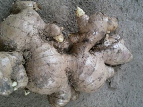 Fresh ginger, Packaging Size : 14 kgs/ carton or 30kgs/net