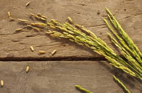 Rice Bran and Rice Husk