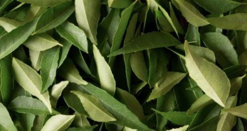 Curry leaves Form : Leaves