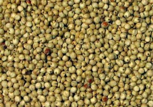 Green Sorghum Seeds