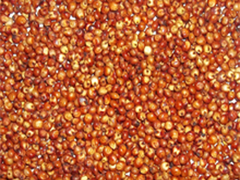 Red Sorghum Seeds