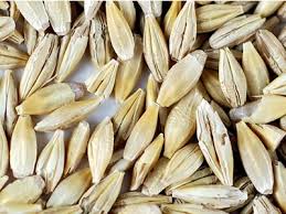 Barley Seeds