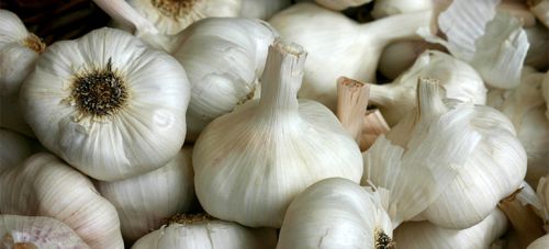 Garlic