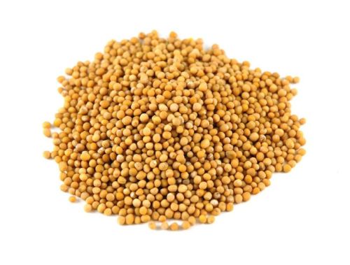 Mustard seeds, Moisture : 12%