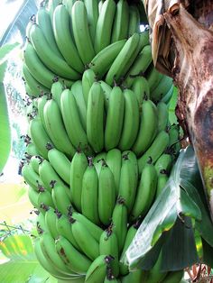 Fresh green banana, Packaging Size : 5Kg, 10Kg, 25Kg, 50Kg