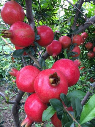 Fresh Pomegranate