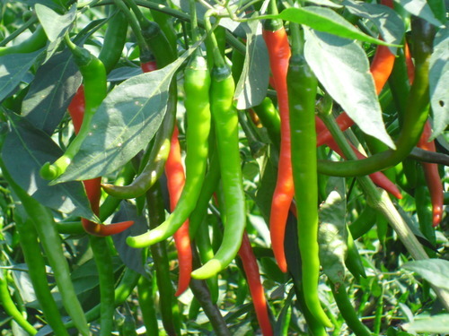 Fresh Chilli