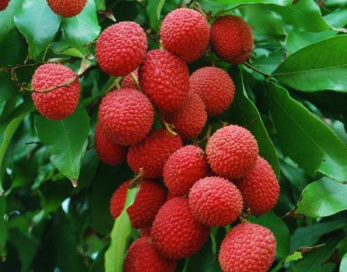 Fresh Litchi