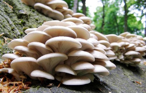 Fresh Oyster Mushroom