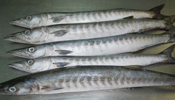 Frozen Barracuda Fish