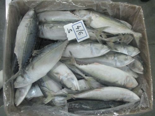 Frozen Indian Mackerel Fish