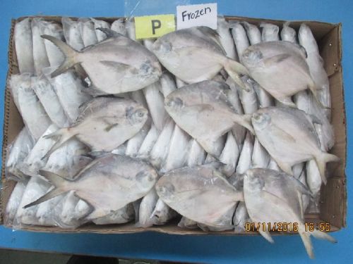 Frozen Silver Pomfret Fish