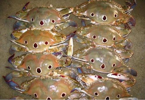 Frozen 3 Spot Crabs