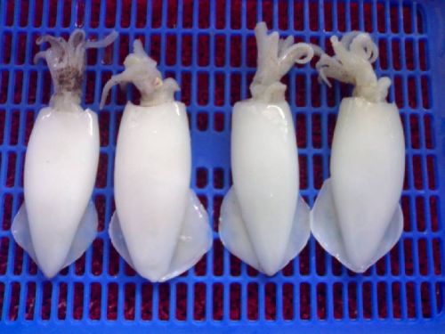 Frozen Whole Cleaned Squid