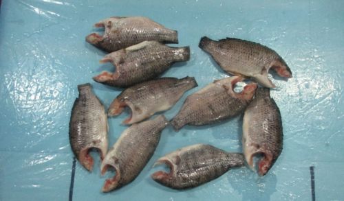 Frozen Tilapia Moon Cut Fish