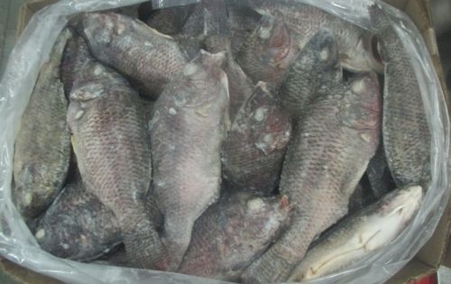 Frozen Tilapia Whole Fish