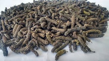 Natural Long Pepper, Style : Dried