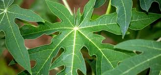Papaya leaves