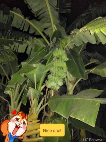 Fresh banana, Country of Origin : India