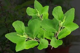 Fresh Tulsi Leaves