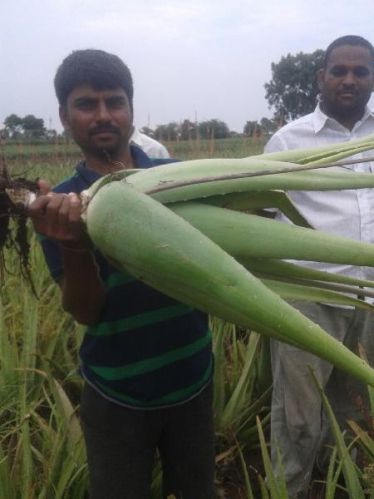 Natural Aloe Vera Plants, For Cosmetic, Medicines, Feature : Easy To Grow, Insect Free, Long Term Freshness