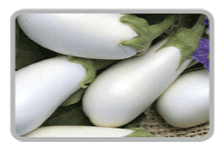 Organic Fresh White Brinjal