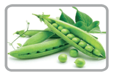 Organic Fresh Green Peas, Packaging Type : Jute Bags, Plastic Packets