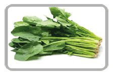 Fresh Green Spinach, Packaging Type : Net Bag