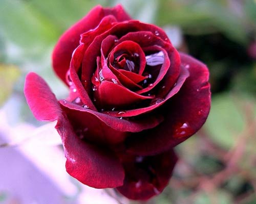 Fresh Cut Red Roses