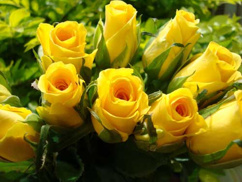 Fresh Yellow Roses