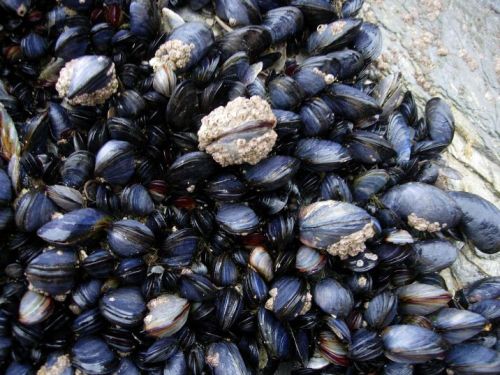 Mussles