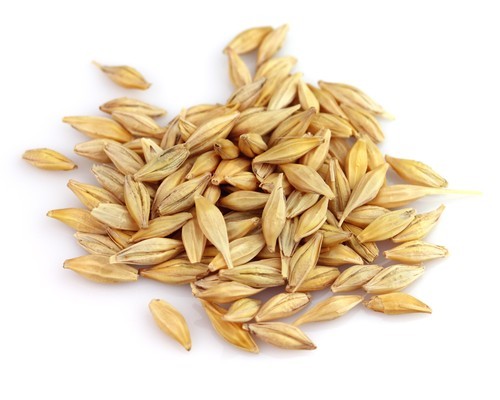 Barley, Drying Process : Sun Dry