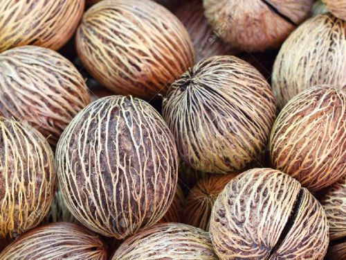 Organic Alstonia Seeds, For Agriculture, Purity : 99%