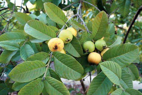 Organic Guava Plant, For Farming, Feature : Disease Free, Fast Growth
