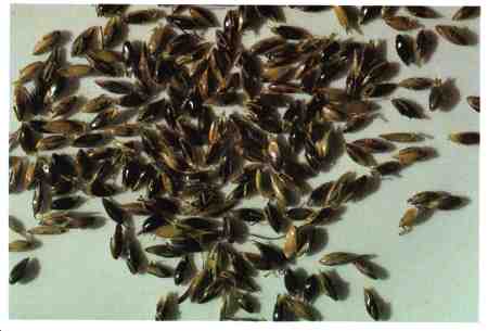 Jordan Seeds, Packaging Size : 100-500 Gm