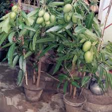 Mango Plant, Color : Green